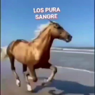 Логотип @lospurasangre - LOS PURA SANGRE