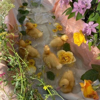 Логотип @lostayve - саншайнята✨чатик