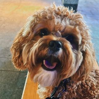 Логотип @louis_traveldog - Луи пёс-путешественник