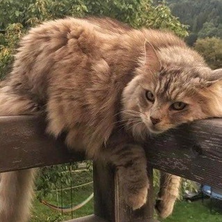 Логотип @love_908 - Felicity