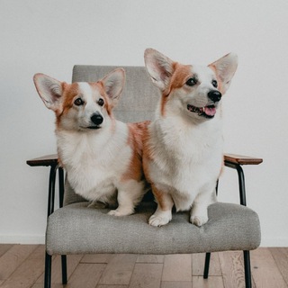 Логотип @love_corgi - SherryMoon&Uma