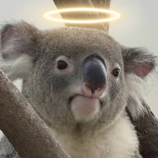 Логотип @love_koalas - Коалы🐨❤️ Любители коал!