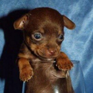Логотип @love_petsandanimals - Наши питомцы