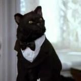 Логотип @lovecraftiancat - 🐙Lovecraft's Cat🐙