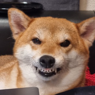 Логотип @lovehatejp - Любовь и ненависть в Токио