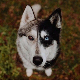 Логотип @lovehusky - Хаски, Лайки, Самоеды и другие