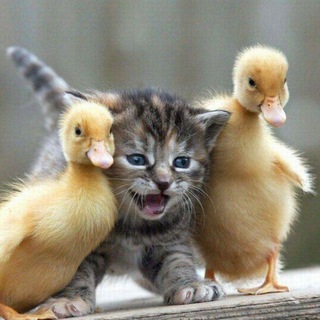 Логотип @loveisanimals - Love is… Animals ❤️
