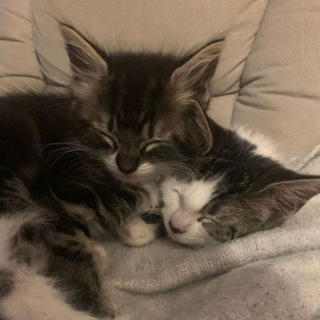 Логотип @loveiss99 - любовь-это