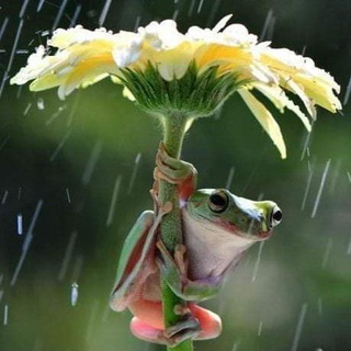 Логотип @lovely_ko_rea - ЧАТ (Lovely Korea)💙💛