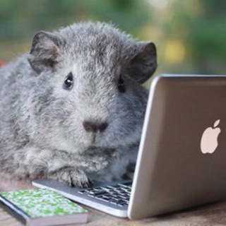 Логотип @lovepig18 - Чатик любителей МС