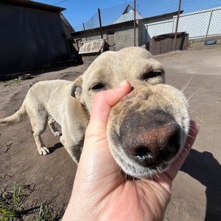 Логотип @lovepopusk - Пну бобика