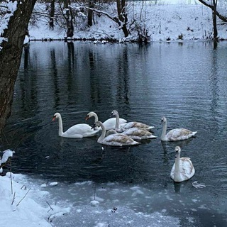 Логотип @lover_quuen2 - Чат, обсуждение🕯