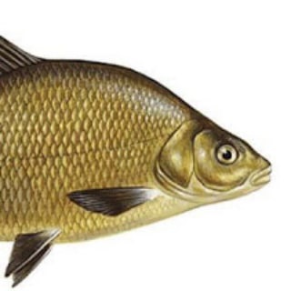 Логотип @loveth_leshcha - Ловец леща