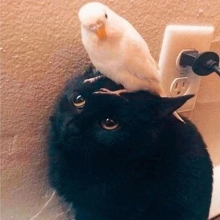 Логотип @lovingkindliness - Любящая доброта❤️