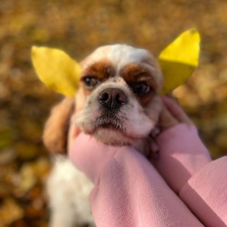 Логотип @lovudu - shrоfam 🧣☃️