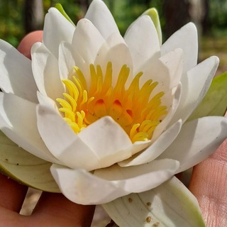 Логотип @lovve_psychat - ❤️чат Go жить