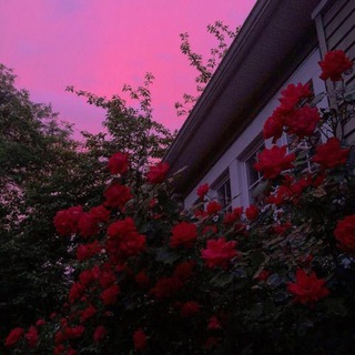 Логотип @ls530l - LN