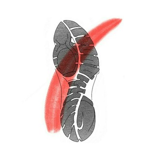 Логотип @ltdcopystep - CopyStep