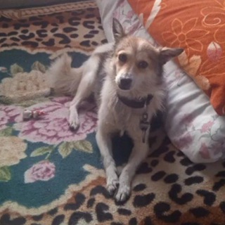 Логотип @lucky_mongrel - mongrel Lucky