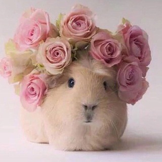 Логотип @luckymockingbird - luckymockingbird ✨