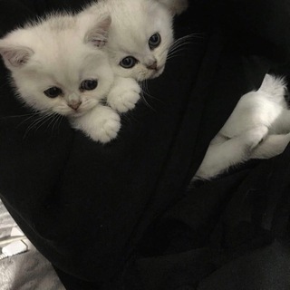 Логотип @ludkazio - Тег