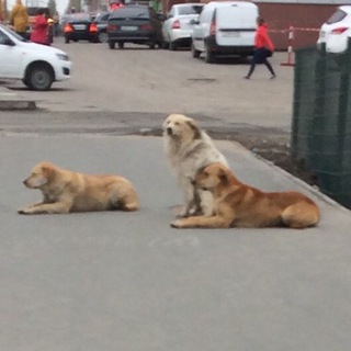 Логотип @ludvik_aristarchovich - Ludvik Æristarchovich