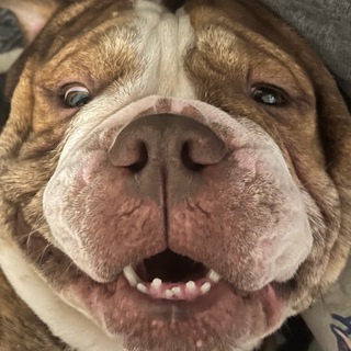 Логотип @lukawahouse - В гостях у Лукаши