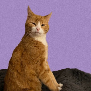 Логотип @lumiera_obiknovennaya - Люмьера Обыкновенная