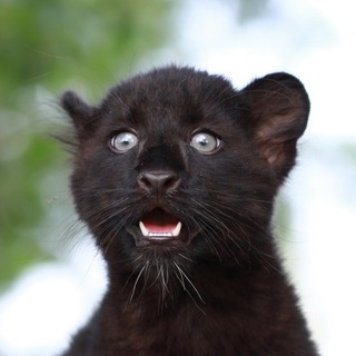 Логотип @luna_the_pantera_official - Luna_the_pantera