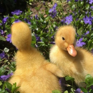 Логотип @lunapiql - лунапик 🐣