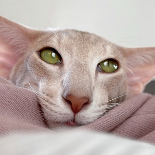 Логотип @lunariori - lunariori — ориентальные кошки