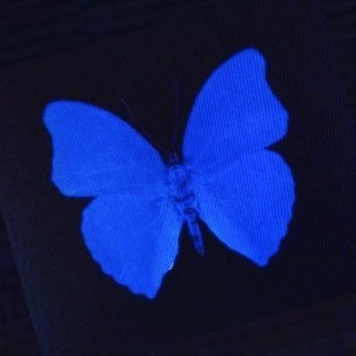 Логотип @lunartorii - lunar tori