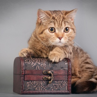 Логотип @lunchmy_sunduk - Вязание. Спицы. Крючок. Сундучок со схемами.