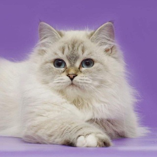 Логотип @lunnaya_dymka - Lynnaya Dymka cattery 🐈