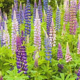 Логотип @lupushoard - Lupine Grove