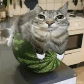 Логотип @lustikt - Лустик-Кустик