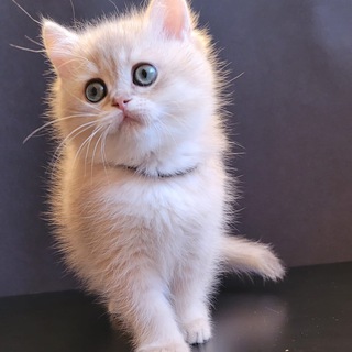 Логотип @lutiiiiikkk - чатик с лютиком