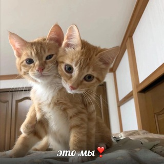 Логотип @luv_crushh - твой luvcrush 💌