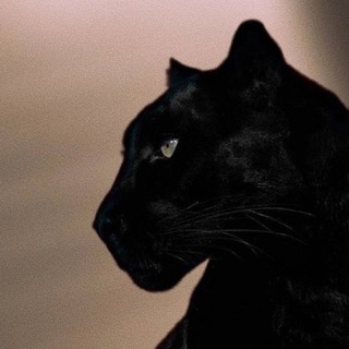 Логотип @luxurymussiic - 𝐋𝐮𝐱𝐮𝐫𝐲 | 𝐌𝐮𝐬𝐢𝐜