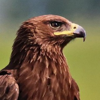 Логотип @lvl_f - LVL F