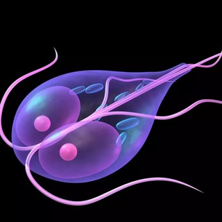 Логотип @lyambliya_ch - Лямблия | Сashback | WB OZON