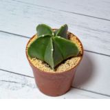 В прекрасном и яростном мире