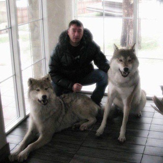 Логотип @lyka_pkka - Волчья жизнь)))