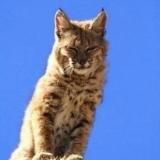 Логотип @lynxformal - Санечка Ъысь