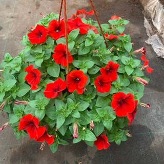 Логотип @lyubushkiny_cvety1 - Любушкины цветы