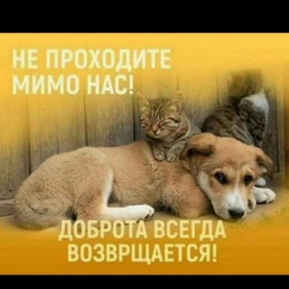 Логотип @m22755 - Пародистые собачки🐶🐶🐶🐱