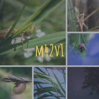 Логотип @m42v1 - m42v1