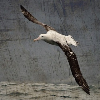 Логотип @m_albatross - Мясо Альбатроса 🔥