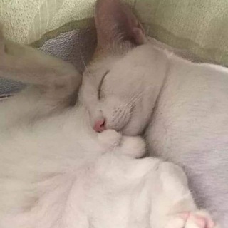 Логотип @machecats - 🙀 Ma che Cats 🙀