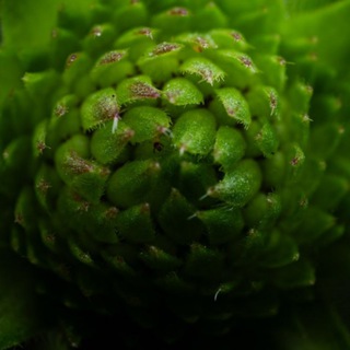 Логотип @macroest - Макро-эстетика